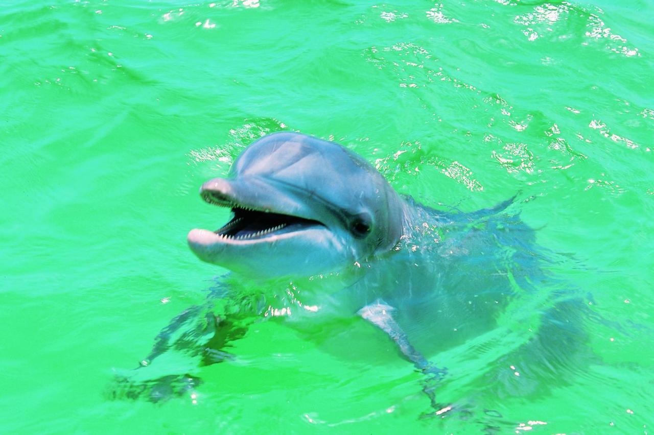 Affordable Beach Condos - One Bedroom Dlx Condos St. Pete Beach Esterno foto